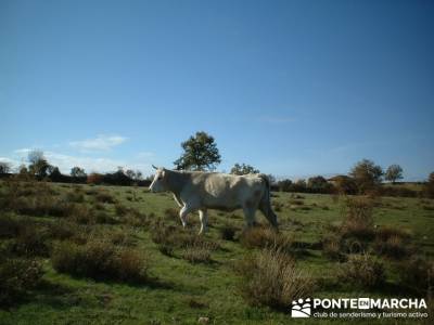 Senderismo Sierra del rincón- Sierra de Madrid; Caminar rápido